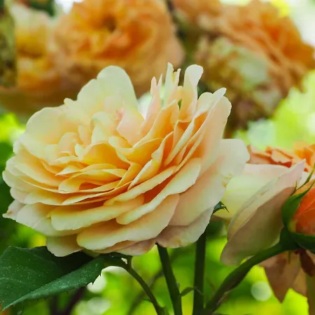 Casa De Pereiro سواجو