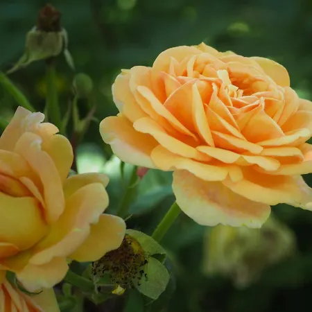 منزل ريفي Casa De Pereiro سواجو