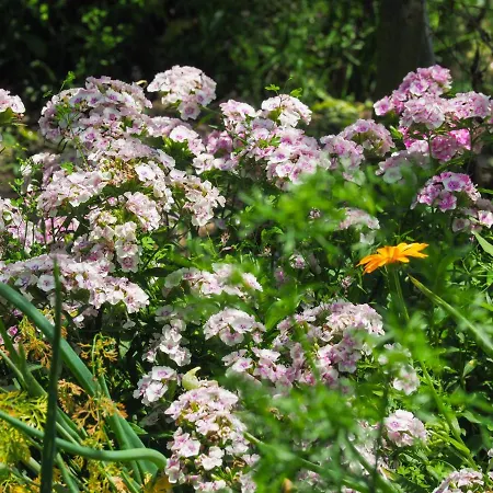 Casa De Pereiro منزل ريفي *