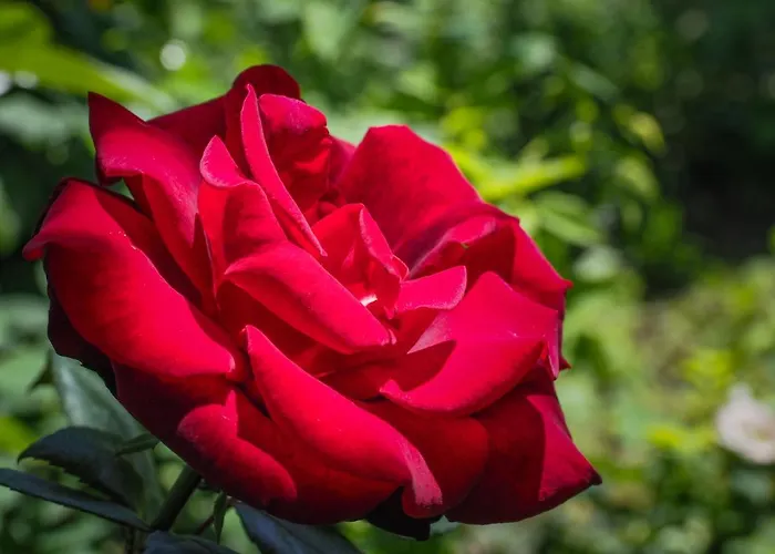 Casa De Pereiro 乡村民宿 *