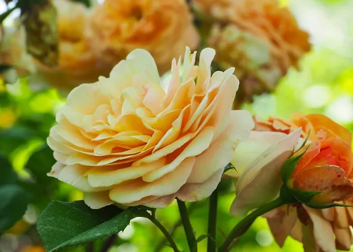 Casa De Pereiro 소아주