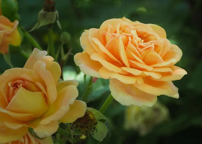 乡村民宿 Casa De Pereiro 索茹