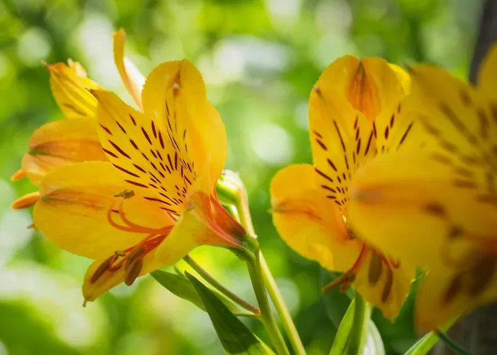 Casa De Pereiro 乡村民宿 索茹