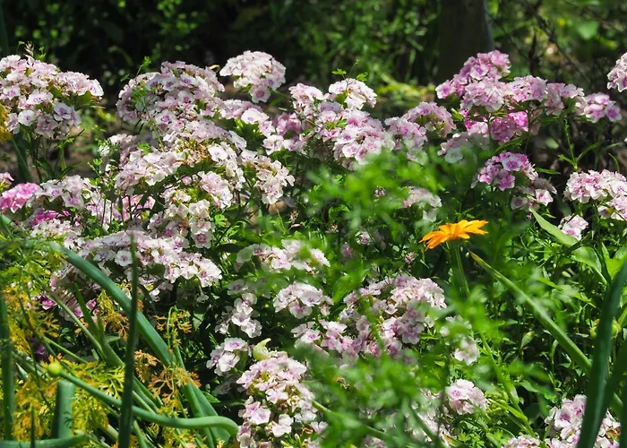 Casa De Pereiro 乡村民宿 *